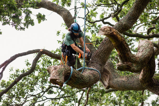  Dalzell, SC Tree Services Pros