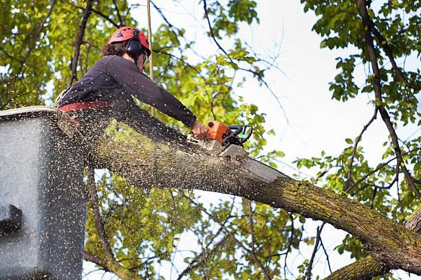 How Our Tree Care Process Works  in  Dalzell, SC