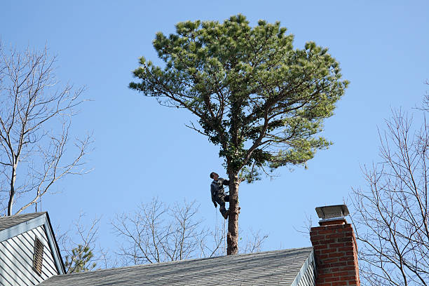 Best Hazardous Tree Removal  in Dalzell, SC